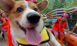 七仔粉丝爆料视频,揭秘七仔幕后故事