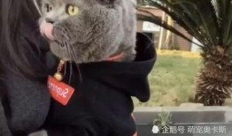 热点爆料蓝猫视频,揭秘网络热点背后的故事
